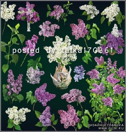 Цветочный клипарт для фотошопа - Сирень, ветки и цветы сирени