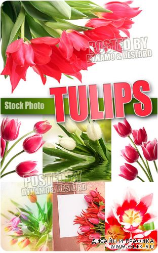 Тюльпаны 4 - Растровый клипарт