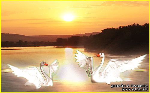 Свадебный фон - Лебеди на закате солнца