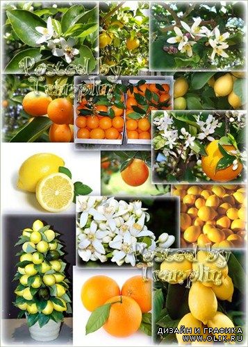 Растровый Клипарт – Апельсины, мандарины, лимоны