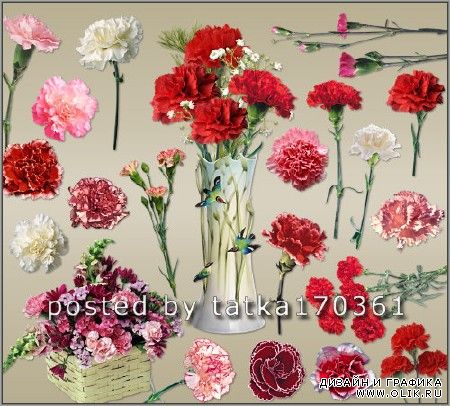 Цветочный клипарт для фотошопа - Цветы гвоздики разных сортов