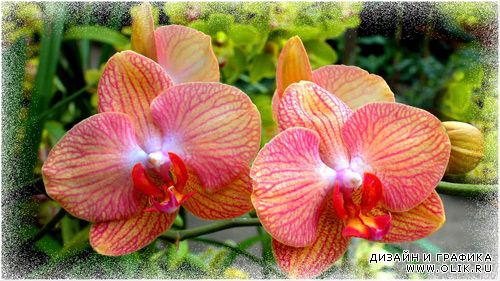 Футажи - Oрхидея