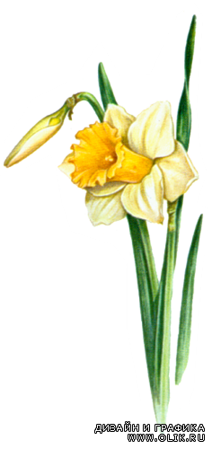 Yellow Narcissus Нарцисс желтый png