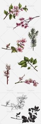 Vector Blossomed Branches Set 1