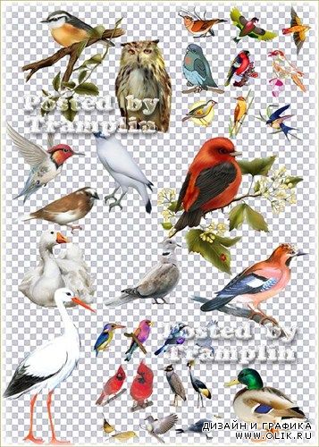 Набор птичек на прозрачном фоне - Лебеди, селезень, сова, ворон, попугаи и другие птицы