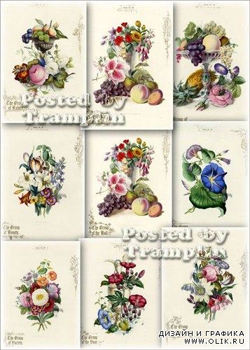 Старинные принты – Очаровательные иллюстрации фруктов и цветов