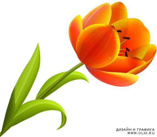 Прекрасные тюльпаны Beautiful Tulips Малютки феи спят в цветах тюльпана