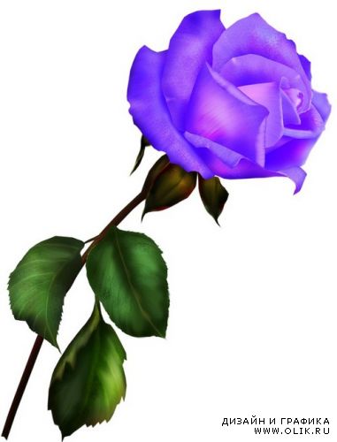 Lilac Roses,сиреневая роза