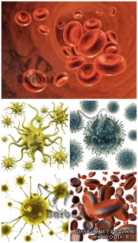 Microbes and erythrocytes / Микробы и эритроциты