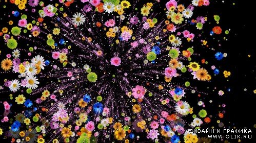 Футаж - Красочный салют из цветов