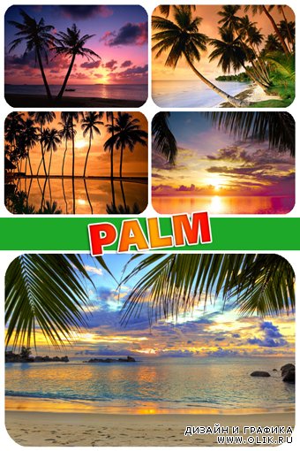 Растровый клипарт : Пальма / Palm