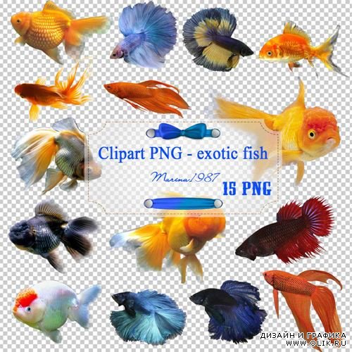 Клипарт PNG на прозрачном фоне - Экзотические рыбки