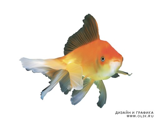 Реалистичная рыбка золотая (Вектор)