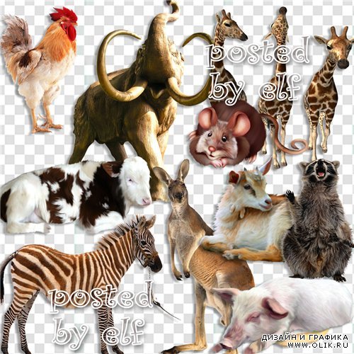 Клипарт на прозрачном фоне - Домашние и дикие животные