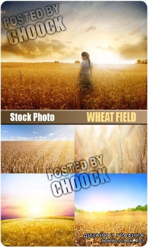 Пшеничное поле - растровый клипарт