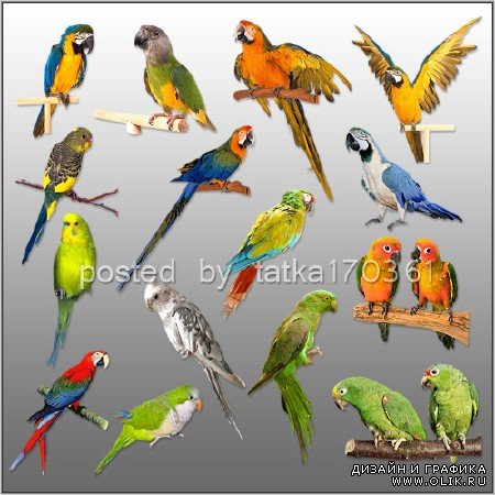 Клипарт для фотошопа - Разноцветные попугаи