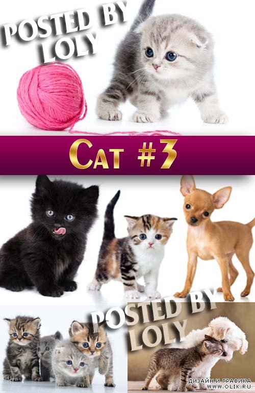 Чудесные котята #3 - Растровый клипарт