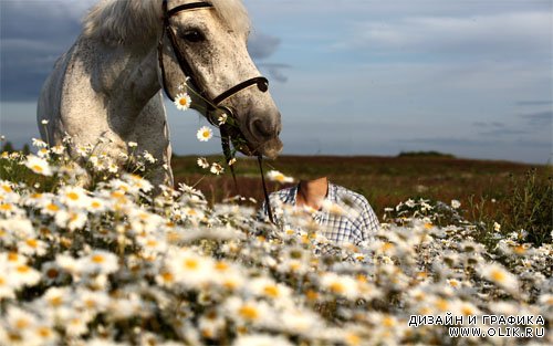 Шаблон для фото - В ромашковом поле с красивым конем