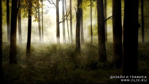 HD футаж Утренний лес