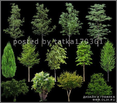 Клипарт для фотошопа - Зелёные деревья и кустарник
