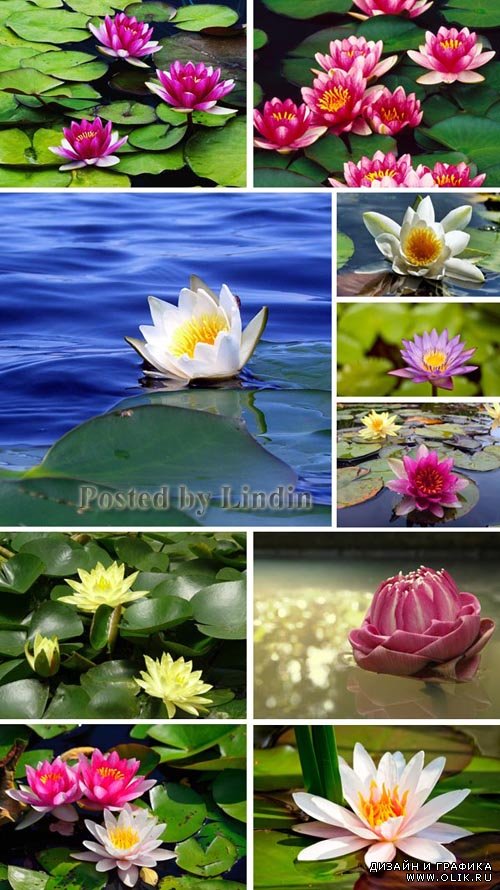 Photo Clipart - Lotuses and Lilies