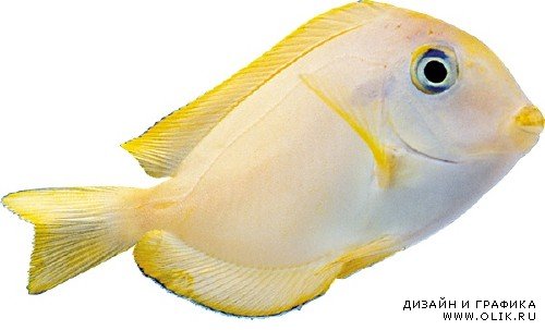 Подводный мир: Аквриумные рыбки