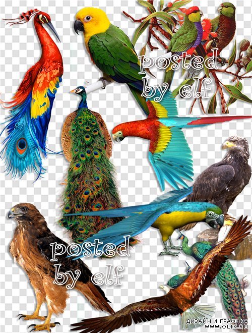 Клипарт с разными птицами: орел, попугай, павлин