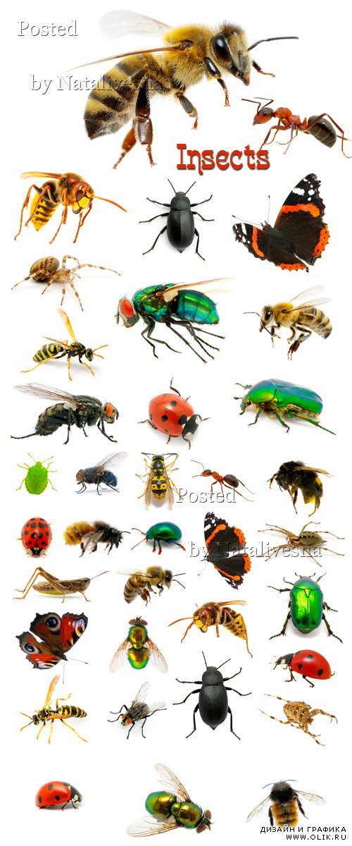 Пчелы, осы, пауки, бабочки и мухи на белом фоне