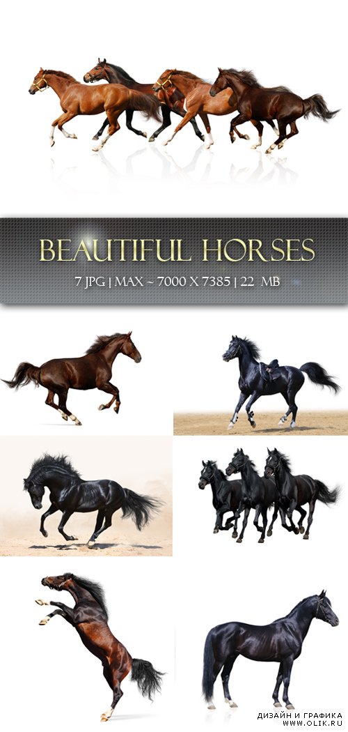 Красивые лошади | Beautiful horses