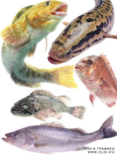 Морские обитатели: Рыба (часть 1)
