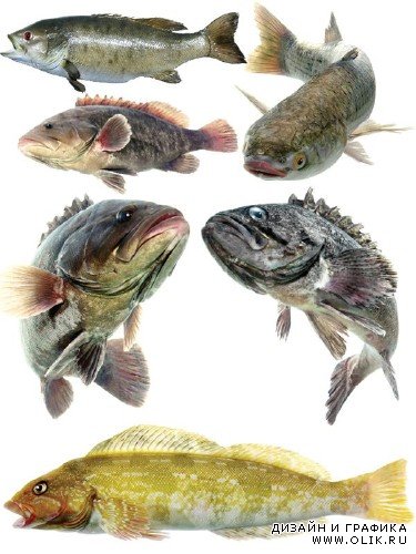 Морские обитатели: Рыба (часть 3)