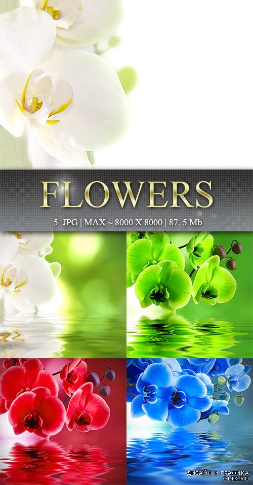 Цветы – Flowers