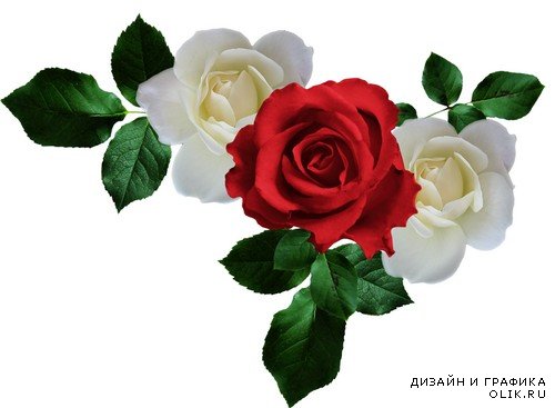 Мир Алой и Белой Розы - красные и белые розы, композиции с розами