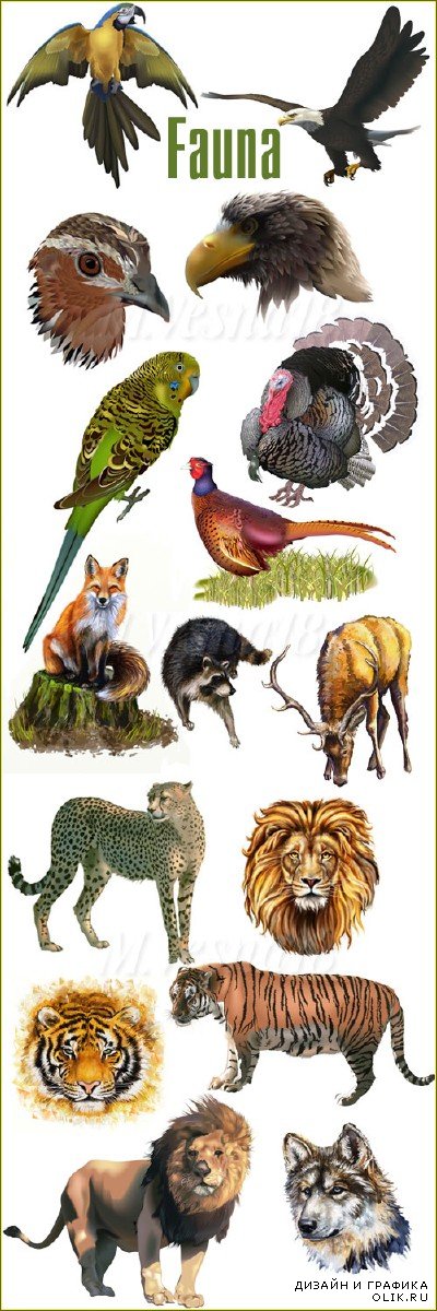 Животные и птицы на белом фоне, векторный клипарт / Animals and birds on a white background, the vector clipart