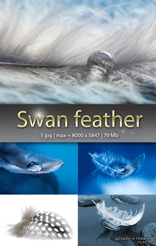 Лебединое перо - Swan feather
