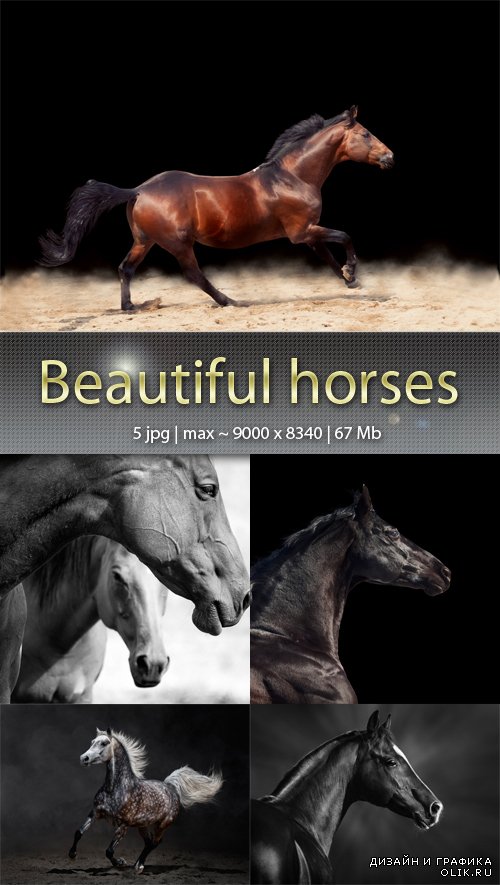 Красивые лошади - Beautiful horses