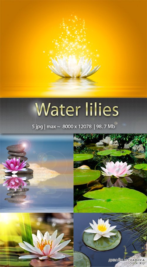 Кувшинки - Water lilies