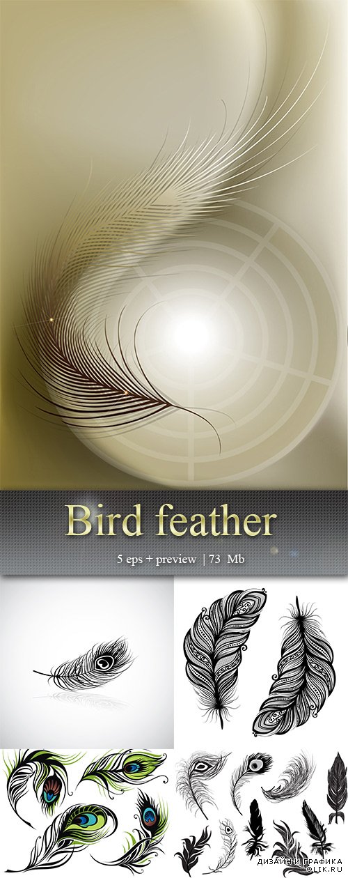 Перо – Bird feather