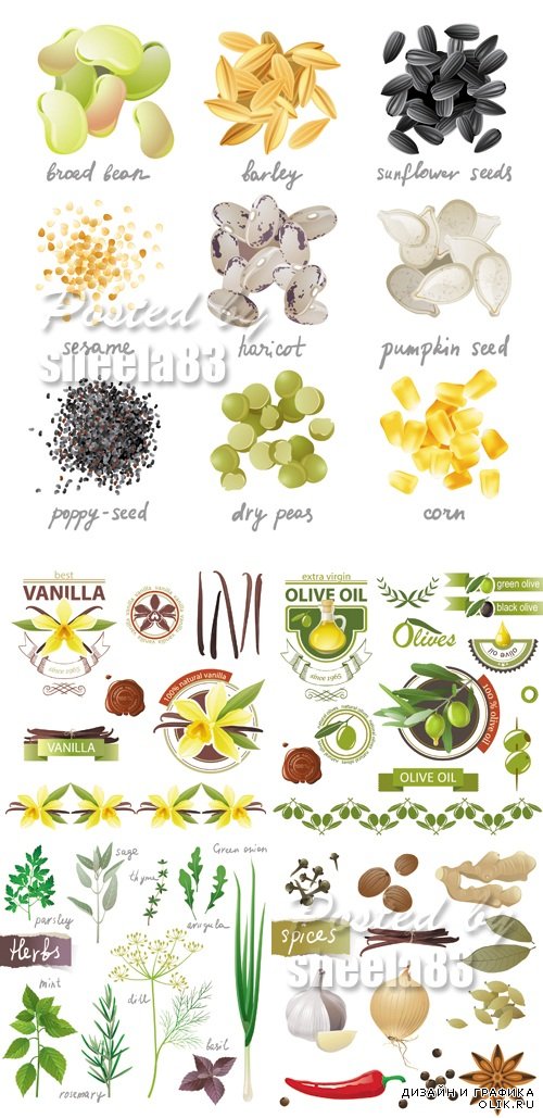 Nuts, Herbs, Spices Vector