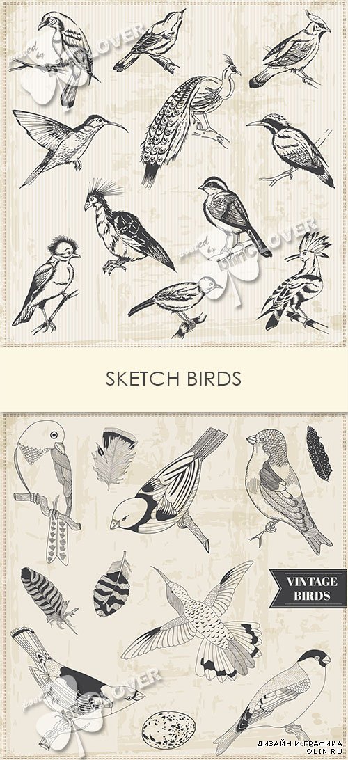 Sketch birds 0570