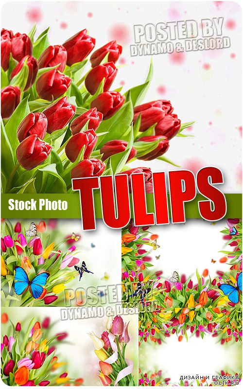 Тюльпаны - Растровый клипарт