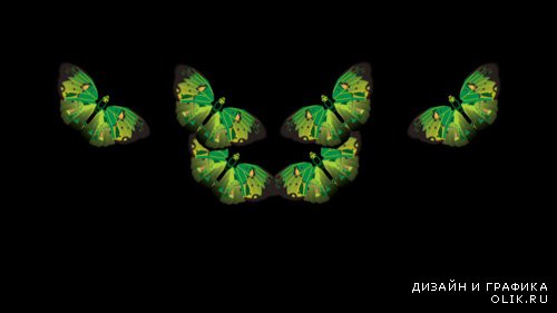 Футаж Анимированные бабочки с алфа каналом