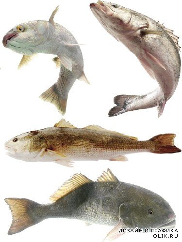 Морские обитатели: Рыба (часть 7)