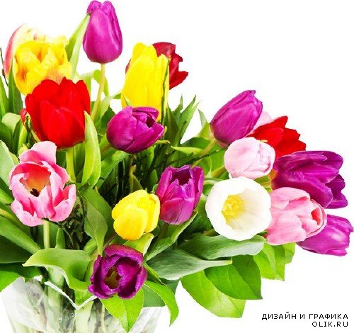 Тюльпаны (мега подборка цветов)