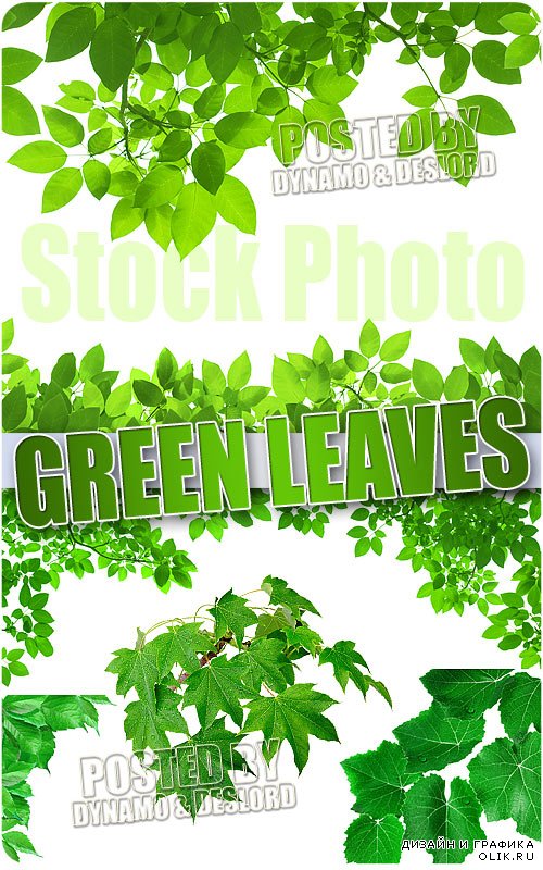 Зеленые листья - Растровый клипарт