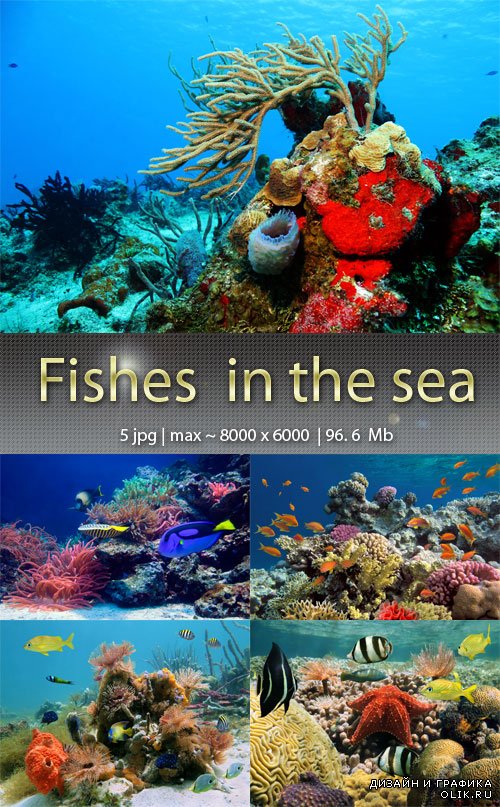 Рыбы в море - Fishes in the sea