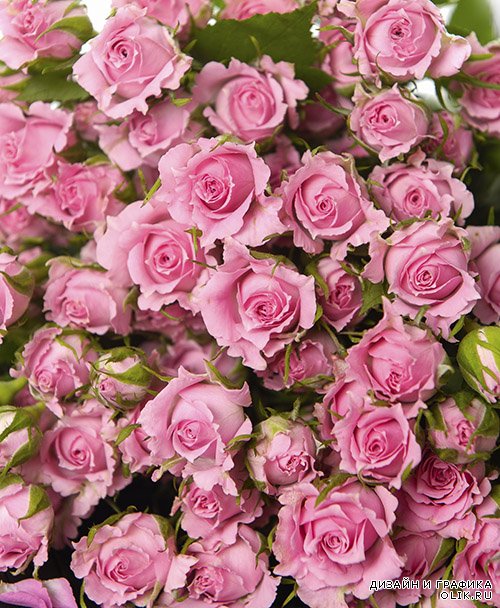 Растровый клипарт - Розовые розы