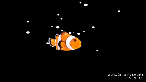 Футаж-Золотая рыбка