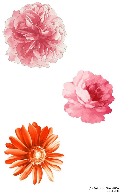 Различные цветы и розы в формате PSD