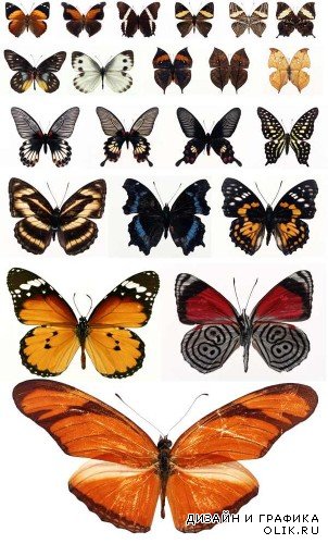 Бабочки и мотыльки (большая подборка растрового клипарта)